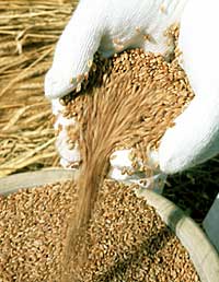 Grinding Wheat