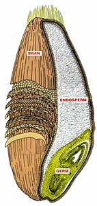 Wheat Berry