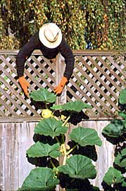 Pumpkins on Fence